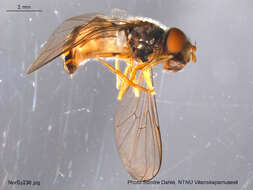 Image de <i>Epistrophella euchroma</i>