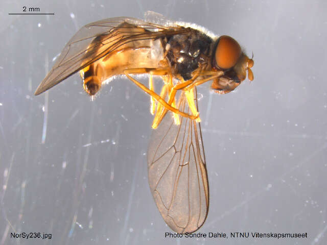 Image de <i>Epistrophella euchroma</i>