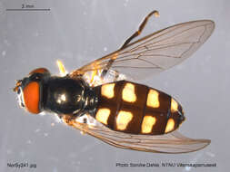 Image of Platycheirus peltatus (Meigen 1822)