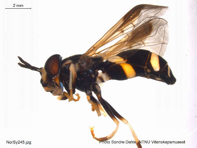 Image of Chrysotoxum bicinctum (Linnaeus 1758)