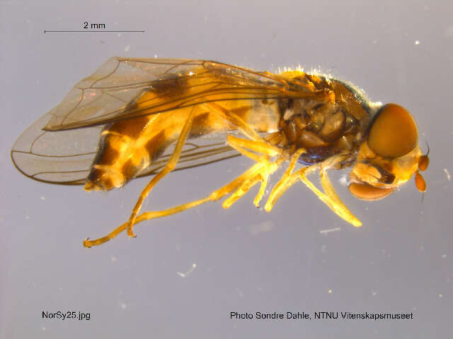 Image of Meligramma triangulifera