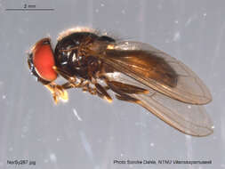 Cheilosia longula (Zetterstedt 1838) resmi