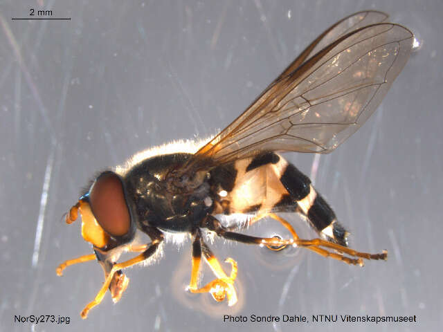 Image of Muscomorpha