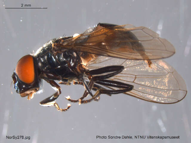 Image of Cheilosia vicina (Zetterstedt 1849)