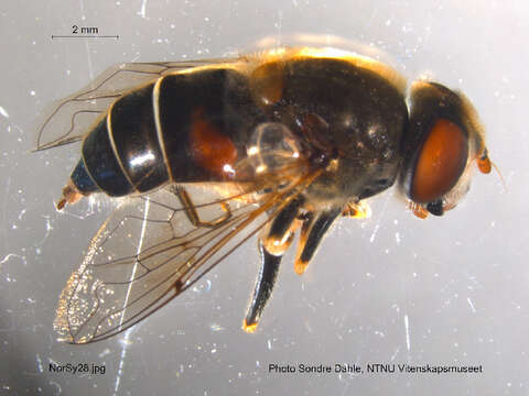 Image of Eristalis interrupta (Poda 1761)