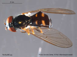 Image of Platycheirus scutatus (Meigen 1822)