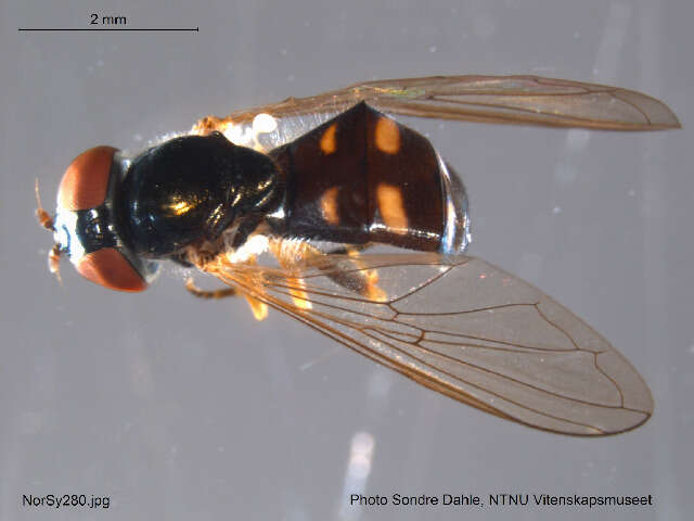 Image of Platycheirus scutatus (Meigen 1822)