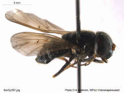 Image de Cheilosia nebulosa (Verrall 1871)