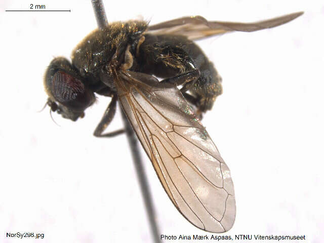 Cheilosia pubera (Zetterstedt 1838) resmi