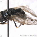 صورة Cheilosia reniformis Hellen 1930