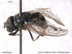 صورة Cheilosia reniformis Hellen 1930