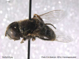 Image de Eristalinus aeneus (Scopoli 1763)