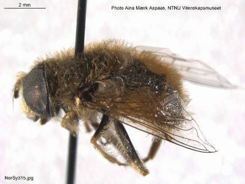 Слика од <i>Eristalis abusiva</i>