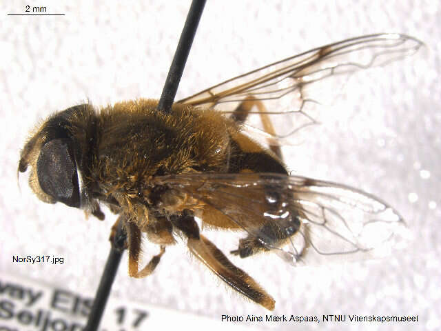 Image of Eristalis lineata (Harris 1776)