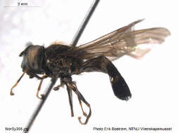 Image of Platycheirus laskai Nielsen 1999