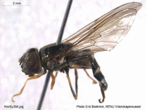 Image of Platycheirus nielseni Vockeroth 1990