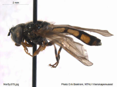 Image of Platycheirus scambus (Staeger 1843)