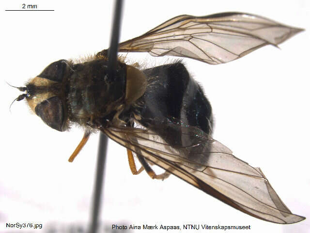 Image of Leucozona glaucia (Linnaeus 1758)