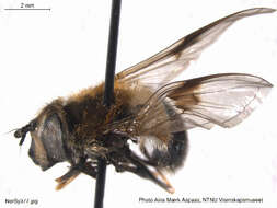 Leucozona lucorum (Linnaeus 1758) resmi