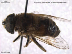 Image of drone fly