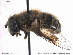 Imagem de <i>Eristalis abusiva</i>