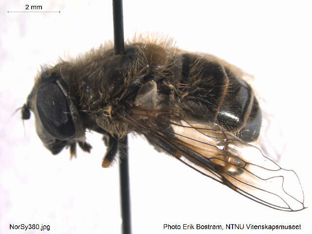 Слика од <i>Eristalis abusiva</i>