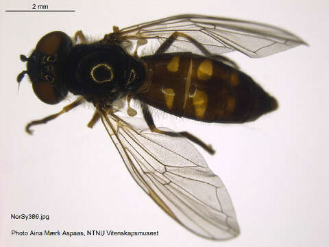 Image of Platycheirus transfugus (Zetterstedt 1838)