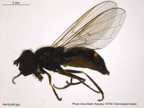 Image of Platycheirus transfugus (Zetterstedt 1838)