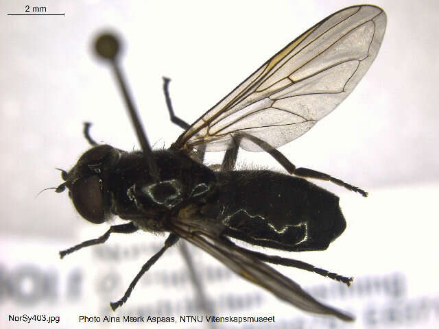 صورة Cheilosia variabilis (Panzer 1798)