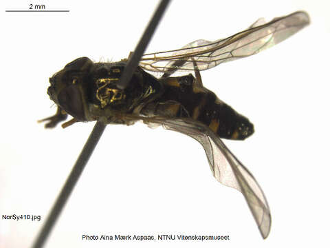 Image of Platycheirus amplus (Curran 1927)