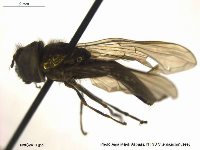 Image of Platycheirus laskai Nielsen 1999