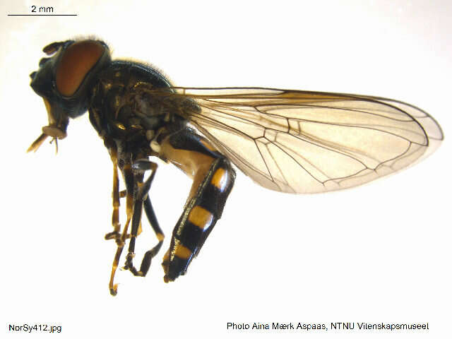 Image of Platycheirus parmatus Rondani 1857