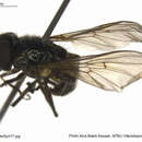 صورة Cheilosia melanopa (Zetterstedt 1843)