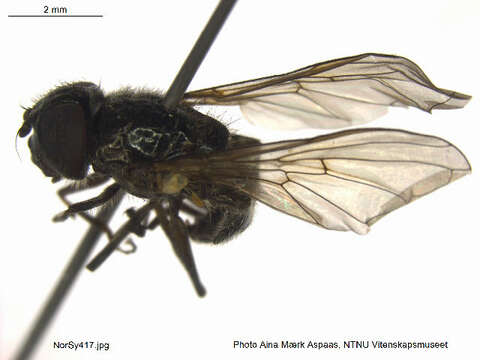 Image of Cheilosia melanopa (Zetterstedt 1843)