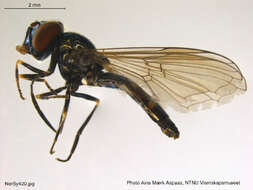 Image of Platycheirus kittilaensis Dusek & Laska 1982