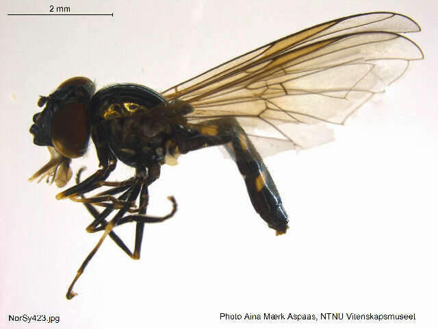 Image of Platycheirus kittilaensis Dusek & Laska 1982