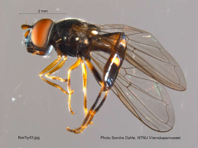 Image of Platycheirus scutatus (Meigen 1822)