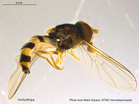 Image of <i>Fagisyrphus cinctus</i>