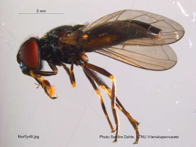 Image of Cheilosia mutabilis (Fallen 1817)