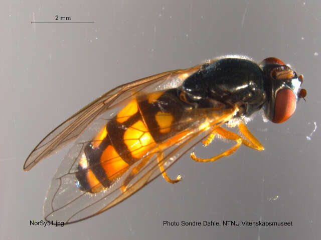 Image of Platycheirus clypeatus (Meigen 1822)