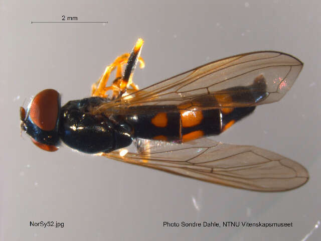 Image of Platycheirus angustatus (Zetterstedt 1843)