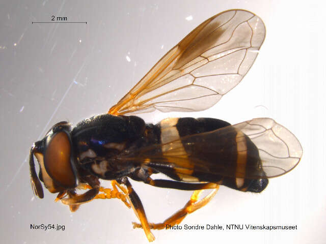 Image of Chrysotoxum bicinctum (Linnaeus 1758)