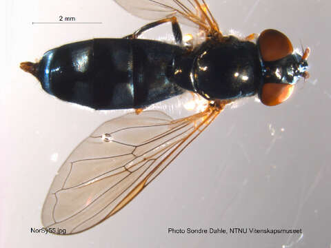 Image of <i>Platycheirus albimanus</i>