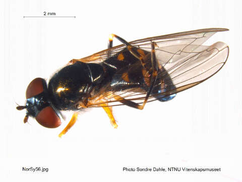 Image of Platycheirus scutatus (Meigen 1822)