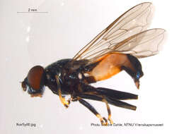 Image of Xylota segnis (Linnaeus 1758)