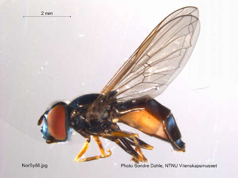 Image of <i>Platycheirus albimanus</i>