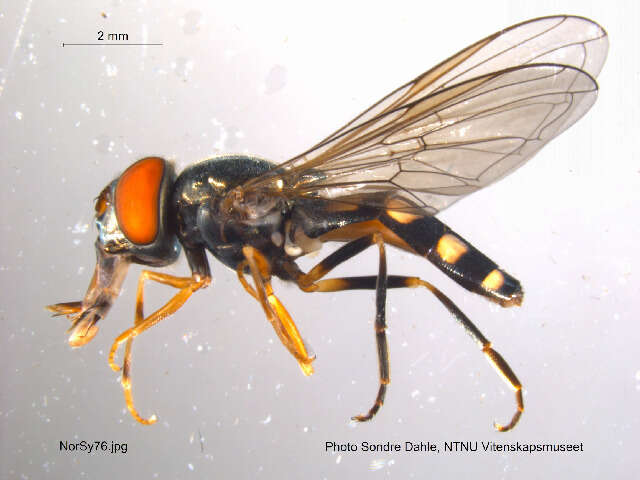 Image of Platycheirus peltatus (Meigen 1822)