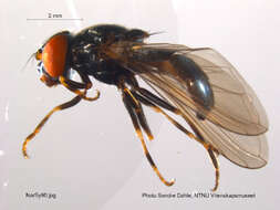 Cheilosia longula (Zetterstedt 1838) resmi