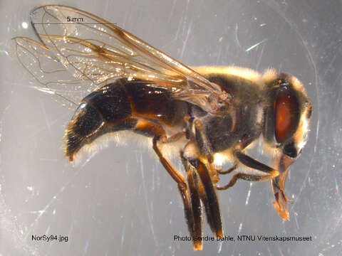 Imagem de Eristalis tenax (Linnaeus 1758)