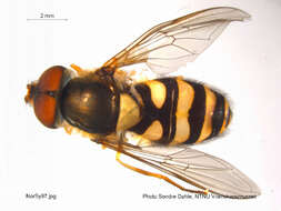 Image of Syrphus vitripennis Meigen 1822